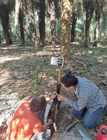 Pesquisadores instalando datalogger e fiação em sub-bosque